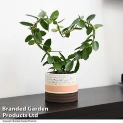 Heart-Shaped Hoya Carnosa In Decorative Ceramic Pot -Plants Sale HOYA HEARTCARN T48045