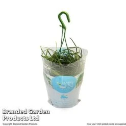 Hoya Linearis -Plants Sale HOYA LINEA12CM T48001