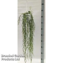 Hoya Linearis -Plants Sale HOYA LINEARIS KF1285 A