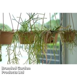 Hoya Linearis -Plants Sale HOYA LINEARIS KF1285 B