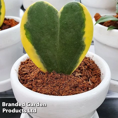 Hoya Kerrii 'Variegata' 3 Hoya Kerrii 'Variegata'