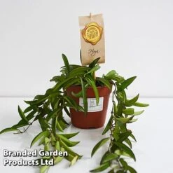 Hoya Wayetii -Plants Sale HOYA WAYET12CM T45174E