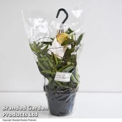 Hoya Wayetii -Plants Sale HOYA WAYET14CM T45350