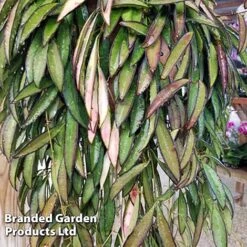Hoya Wayetii -Plants Sale HOYA WAYETII KF1288