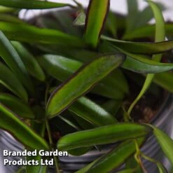 Hoya Wayetii -Plants Sale HOYA WAYETII T45177B