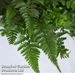 Humata Tyermannii -Plants Sale HUMA WKC8849 C