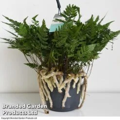 Humata Tyermannii -Plants Sale HUMA WKC8849 D