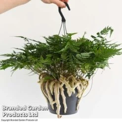 Humata Tyermannii -Plants Sale HUMA WKC8849 E