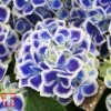 Hydrangea Macrophylla 'Bavaria' -Plants Sale HYDR 42419 A