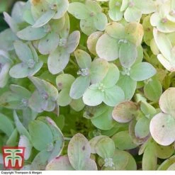 Hydrangea Paniculata 'Little Lime' -Plants Sale HYDR 62058 A2