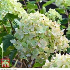 Hydrangea Paniculata 'Little Lime' -Plants Sale HYDR 62058 A3