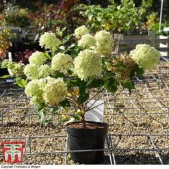 Hydrangea Paniculata 'Little Lime' -Plants Sale HYDR 62058 A5