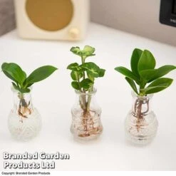 Hydroponic Collection Trio -Plants Sale HYDR COLL C