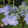 Hydrangea Macrophylla 'Nizza' -Plants Sale HYDR KB3618 A