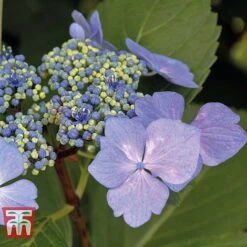 Hydrangea Macrophylla 'Nizza' -Plants Sale HYDR KB3618 B