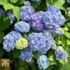 Hydrangea Macrophylla 'Early Blue' 2 Hydrangea Macrophylla 'Early Blue' -Plants Sale HYDR KB3621 A