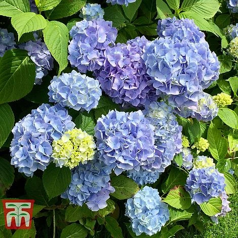 Hydrangea Macrophylla 'Early Blue' 3 Hydrangea Macrophylla 'Early Blue'
