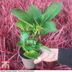 Hydrangea Macrophylla GLAM ROCK 'Horwack' -Plants Sale HYDR T10121 E