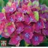 Hydrangea Macrophylla GLAM ROCK 'Horwack' -Plants Sale HYDR T10121 E1