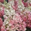 Hydrangea Paniculata 'Pinky Winky'