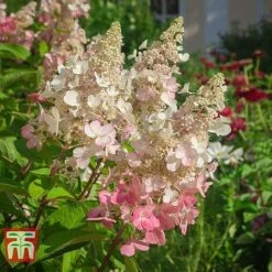 Hydrangea Paniculata 'Pinky Winky' -Plants Sale HYDR T58480 C1