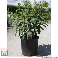 Hydrangea Paniculata 'Pinky Winky' -Plants Sale HYDR T58480 E1