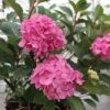 Hydrangea Macrophylla 'Endless Summer - Bloomstar' -Plants Sale HYDR T62050 A h