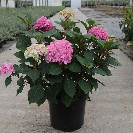Hydrangea Macrophylla 'Endless Summer - Bloomstar' 4 Hydrangea Macrophylla 'Endless Summer - Bloomstar' - Image 2