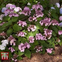 Hydrangea Macrophylla 'Endless Summer - Twist & Shout' -Plants Sale HYDR T62055 F