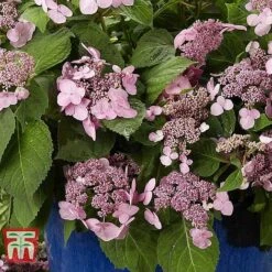 Hydrangea Macrophylla 'Endless Summer - Twist & Shout' -Plants Sale HYDR T62055 I
