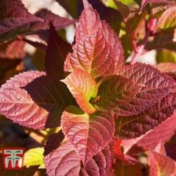 Hydrangea Macrophylla 'Endless Summer - Twist & Shout' -Plants Sale HYDR T62055 J