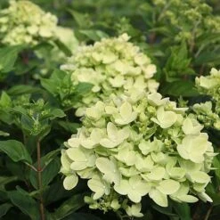 Hydrangea Paniculata 'Little Lime'