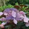 Hydrangea Aspera 'Hot Chocolate' 1 Hydrangea Aspera 'Hot Chocolate' -Plants Sale HYDR T62562 A1
