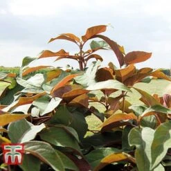 Hydrangea Aspera 'Hot Chocolate' -Plants Sale HYDR T62562 C