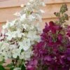 Hydrangea Paniculata 'Candlelight' -Plants Sale HYDR T63592 A h