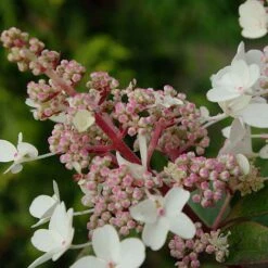 Hydrangea Paniculata 'Candlelight' -Plants Sale HYDR T63592 B h