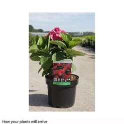 Hydrangea Macrophylla 'King George V' 5 Hydrangea Macrophylla 'King George V' -Plants Sale HYDR T66234 B h