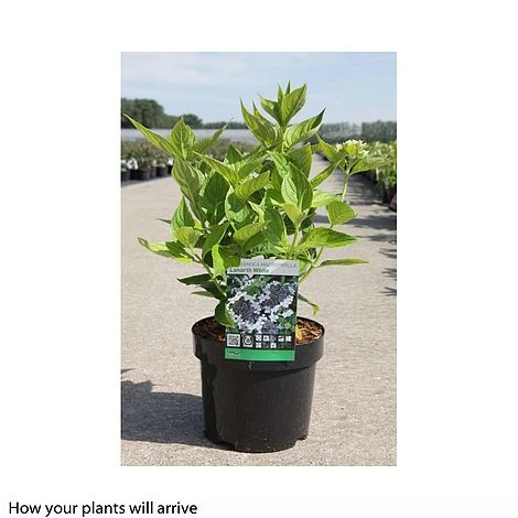 Hydrangea Macrophylla 'Lanarth White' 4 Hydrangea Macrophylla 'Lanarth White' - Image 2