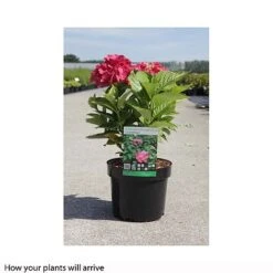 Hydrangea Macrophylla 'Leuchtfeuer' 5 Hydrangea Macrophylla 'Leuchtfeuer' -Plants Sale HYDR T66236 B h