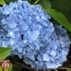Hydrangea Macrophylla 'Nikko Blue' -Plants Sale HYDR T66240 A
