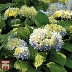 Hydrangea Macrophylla 'Nikko Blue' 7 Hydrangea Macrophylla 'Nikko Blue' -Plants Sale HYDR T66240 C