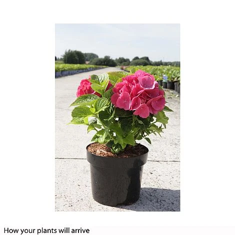 Hydrangea Macrophylla 'Red Baron' 4 Hydrangea Macrophylla 'Red Baron' - Image 2