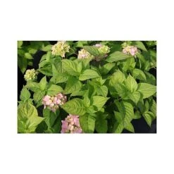 Hydrangea Macrophylla 'Rosita' -Plants Sale HYDR T66242 A h