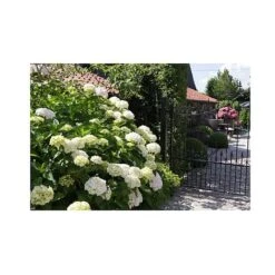 Hydrangea Macrophylla 'Soeur Therese' -Plants Sale HYDR T66244 A h