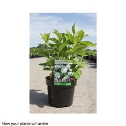 Hydrangea Macrophylla 'Soeur Therese' -Plants Sale HYDR T66244 B h