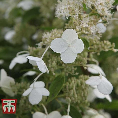 Hydrangea Paniculata 'Kyushu' 4 Hydrangea Paniculata 'Kyushu' - Image 2