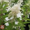 Hydrangea Paniculata 'Kyushu' 1 Hydrangea Paniculata 'Kyushu' -Plants Sale HYDR T66247 C
