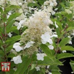 Hydrangea Paniculata 'Kyushu'