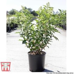Hydrangea Paniculata 'Kyushu' 10 Hydrangea Paniculata 'Kyushu' -Plants Sale HYDR T66247 D