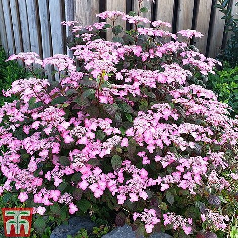 Hydrangea Serrata 'Avelroz' 4 Hydrangea Serrata 'Avelroz' - Image 2